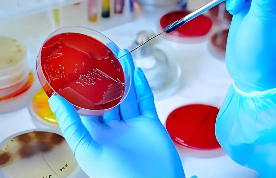 Microbiology Lab
